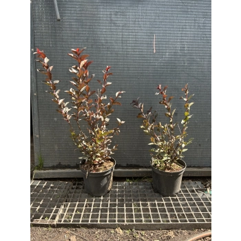 LAGERSTROEMIA CZERWONA czerwony liść - sadzonki 50 / 70 cm