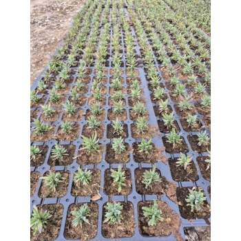 LAWENDA polska odmiana wieloletnia P9 PAKIET 5 SZT - sadzonki 10 / 20 cm