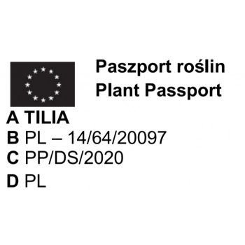 LIPA szerokolistna MOLTKEGO szczepiona - sadzonki 100 / 130 cm