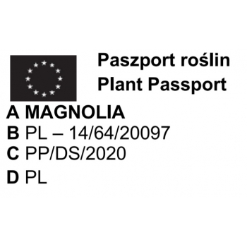 MAGNOLIA Pakiet 6 sadzonek odporne na mróz - sadzonki 10 / 15 cm