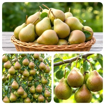 GRUSZA MICHAŁÓWKA polska odmiana - sadzonki 50 / 80 cm