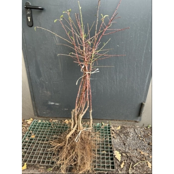 MIGDAŁOWIEC jadalny szczepiony oryginał - sadzonki 60 / 80 cm