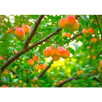 ŚLIWA MIODOWA bardzo duże owoce - sadzonki 90 / 140 cm