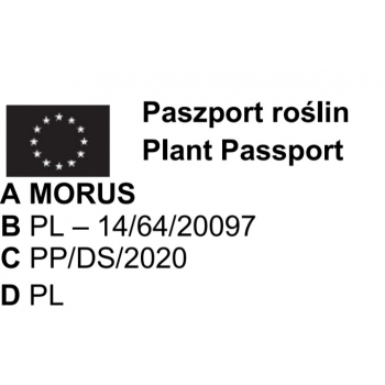 MORWA biała witamina życia - sadzonki 140 / 160 cm