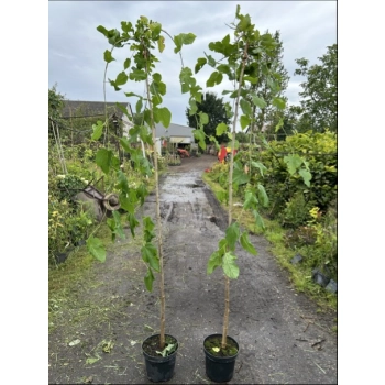 MORWA czarna szczepiona na pniu Pendula - sadzonki 190 / 210 cm