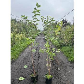 MORWA czarna witamina życia - sadzonki 130 / 150 cm