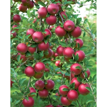 JABŁOŃ MALINOWA OBERLANDZKA W DONICY stara odmiana - sadzonki 120 / 140 cm