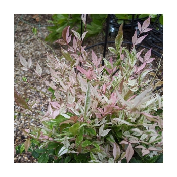 NANDINA Twillight bajeczny bambus - sadzonki 10 / 20 cm