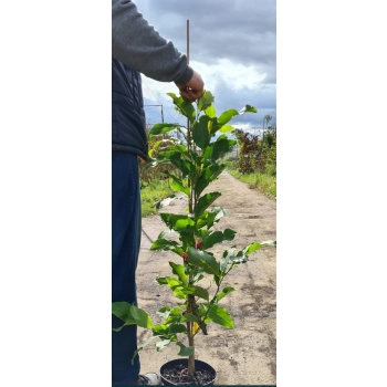 MAGNOLIA BETTY duża roślina odporna na mróz - sadzonki 140 / 160 cm