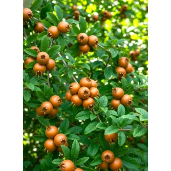 Nieszpułka miododajna bomba witaminowa - sadzonki 100 / 130 cm