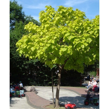 CATALPA KATALPA NA PNIU SZCZEPIONA AURENA -ŻÓŁTA - sadzonki 130 / 150 cm