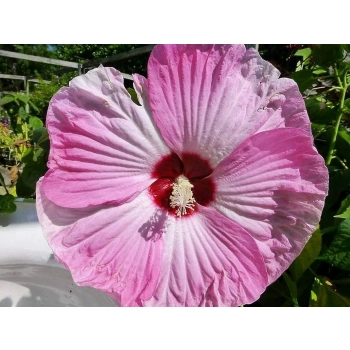 HIBISKUS Ketmia bagienny biało - różowy Luna Pink Swirl