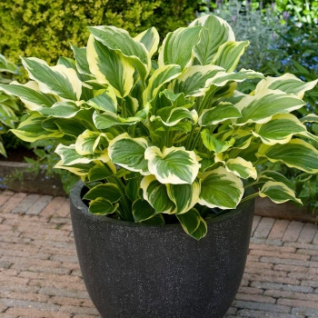 FUNKIA HOSTA - sadzonki 10 / 20 cm