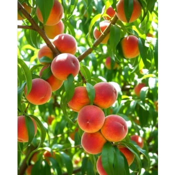 BRZOSKWINIA HARROW mróz - sadzonki 120 / 140 cm