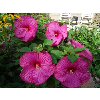 HIBISKUS Ketmia bagienny różowy Luna Rose