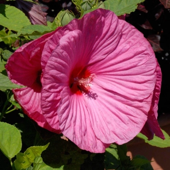 HIBISKUS Ketmia bagienny różowy Luna Rose