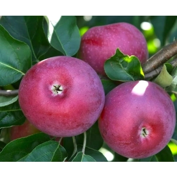 JABŁOŃ LOBO W DONICY miękkie smaczne - sadzonki 110 / 140 cm