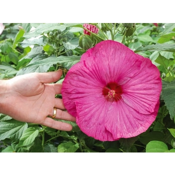 HIBISKUS Ketmia bagienny różowy Luna Rose