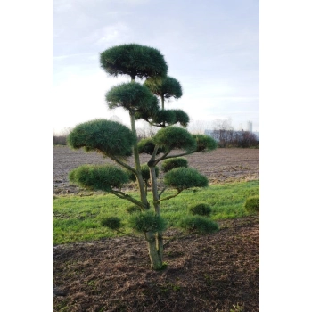 BONSAI Modrzew Wąż sadzonki - 120 / 160 cm