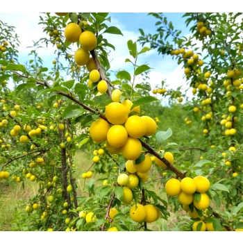 ŚLIWA RENKLODA ULENA bardzo soczysta - sadzonki 90 / 140 cm