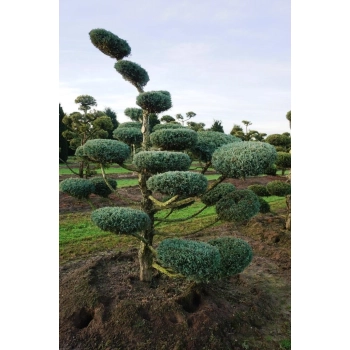 BONSAI Modrzew Wąż sadzonki - 120 / 160 cm