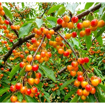 CZEREŚNIA MIODÓWKA bladoróżowa - sadzonki 50 / 90 cm