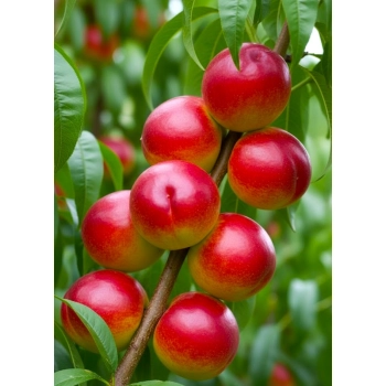 NEKTARYNKA HARCO odporna na mróz - sadzonki 110 / 140 cm