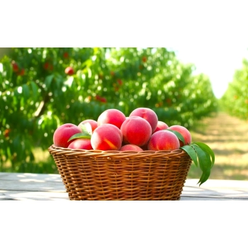 BRZOSKWINIA HARNAŚ niskopienna mróz - sadzonki 120 / 140 cm