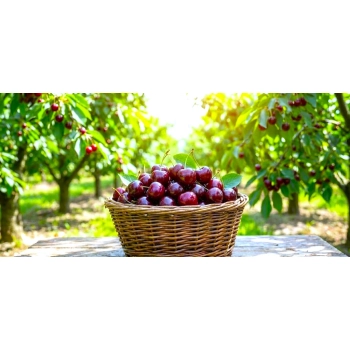 CZEREŚNIA ROSYJSKA odporna na mróz - sadzonki 50 / 90 cm