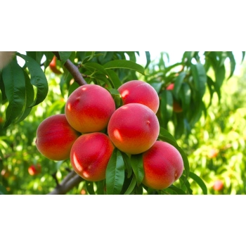 BRZOSKWINIA HARNAŚ niskopienna mróz - sadzonki 120 / 140 cm