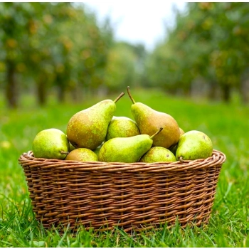 GRUSZA FAWORYTKA KLAPSA w DONICY królowa gruszek - sadzonki 50 / 80 cm