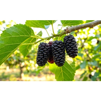 MORWA czarna witamina życia - sadzonki 80 / 100 cm