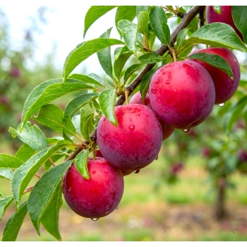 ŚLIWA ROSYJSKA odporna na mróz - sadzonki 90 / 140 cm