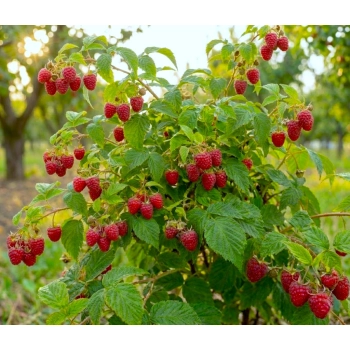 MALINA późna czerwone duże owoce - sadzonki 30 / 50 cm