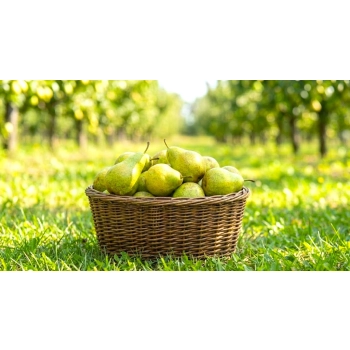 GRUSZA UKRAIŃSKA W DONICY - sadzonki 50 / 80 cm