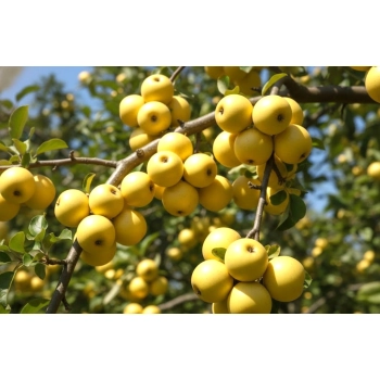 JABŁOŃ KRONSELKA stara odmiana niskopienna - sadzonki 120 / 140 cm