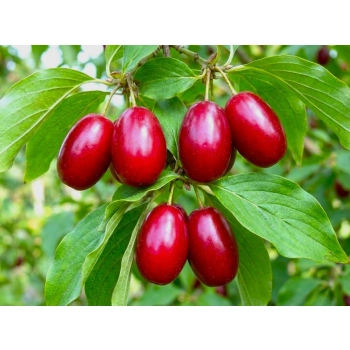 DEREŃ JADALNY duże sadzonki odporne na mróz - sadzonki 60 / 90 cm