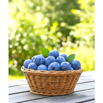 ŚLIWA AMERS duże owoce - sadzonki 90 / 140 cm