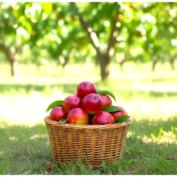 NEKTARYNKA HARCO odporna na mróz - sadzonki 110 / 140 cm