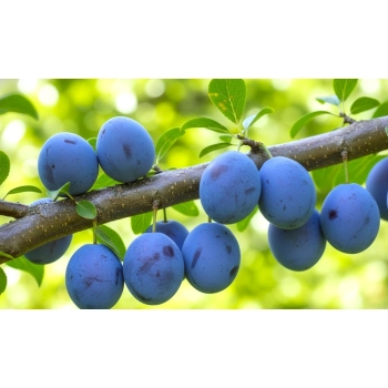 ŚLIWA PRESIDENT bardzo smaczna odporna - sadzonki 90 / 140 cm