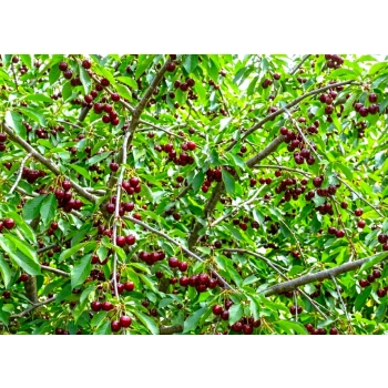 CZEREŚNIA ROSYJSKA odporna na mróz - sadzonki 50 / 90 cm