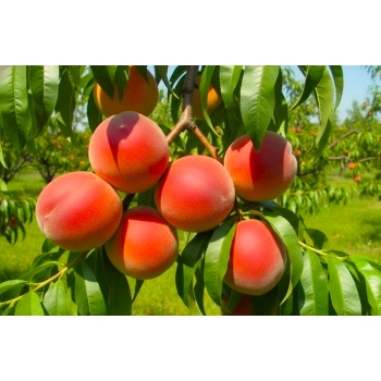 BRZOSKWINIA HARCO duże owoce - sadzonki 90 / 110 cm