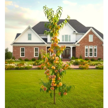 BRZOSKWINIA UFO SAT kolumnowa do mały ogród - sadzonki 90 / 120 cm