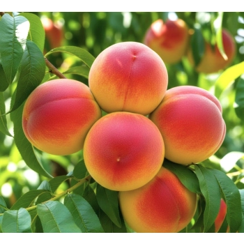 BRZOSKWINIA INKA duża niskopienna mróz - sadzonki 120 / 140 cm