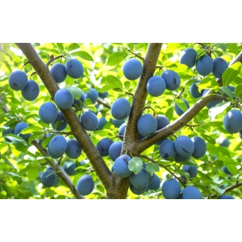 ŚLIWA PRESIDENT bardzo smaczna odporna - sadzonki 90 / 140 cm