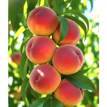 BRZOSKWINIA ROYALVEE wczesna mróz - sadzonki 120 / 140 cm