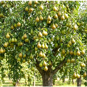 GRUSZA FAWORYTKA KLAPSA królowa gruszek - sadzonki 50 / 80 cm