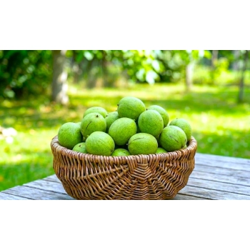 ORZECH WŁOSKI JACEK duże orzechy - sadzonki 70 / 100 cm