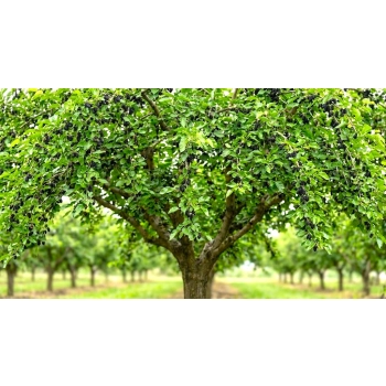 MORWA czarna witamina życia - sadzonki 30 / 50 cm