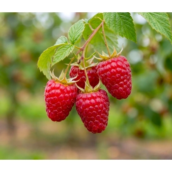 MALINA wczesna czerwone duże owoce - sadzonki 30 / 50 cm